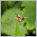 Platycheirus clypeatus - Schwebfliege m02.jpg